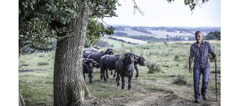 Aignan – La ferme-auberge aux buffles est ouverte