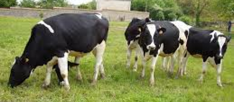 une action européenne en faveur d’une régulation du marché du lait