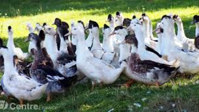 Grippe aviaire 2 cas détectés dans le Sud Ouest