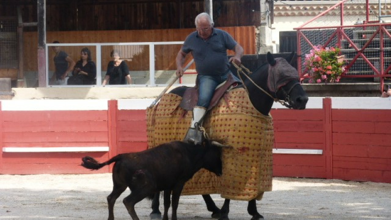 Tienta de la ganadéria de l'Astarac