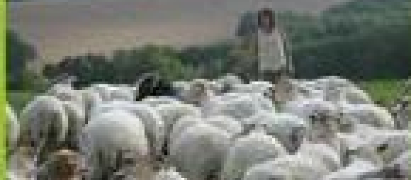 Festi'Ferme bio le 31 juillet à Saint-Arailles