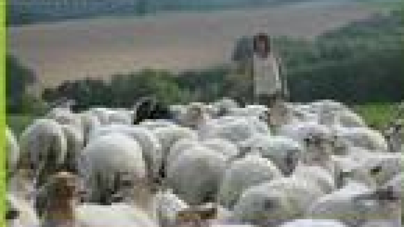 Festi'Ferme bio le 31 juillet à Saint-Arailles