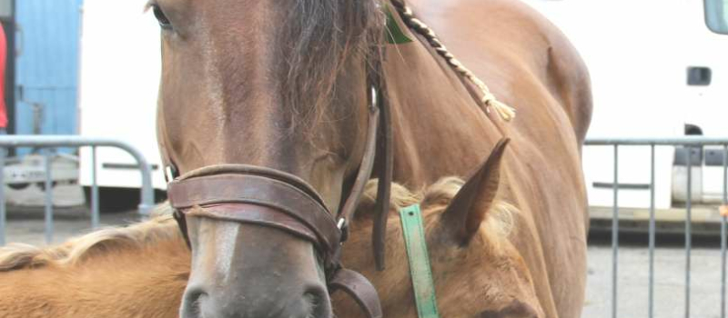 Cazaubon : Concours départemental de chevaux de trait