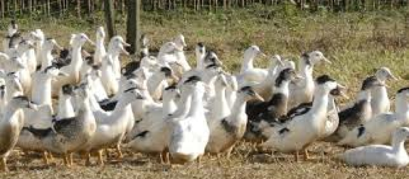 Grippe aviaire un nouveau cas dans l'aveyron