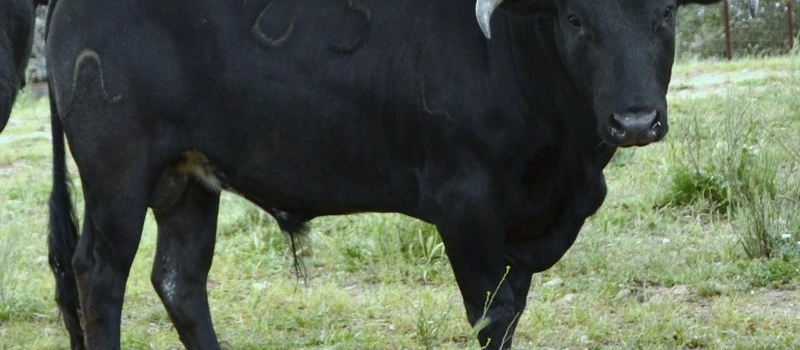 Double événement Taurin a partager a Maubourguet