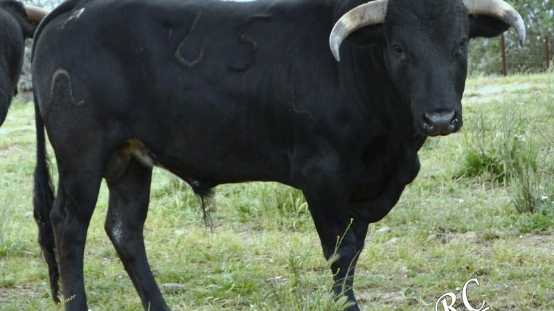 Double événement Taurin a partager a Maubourguet