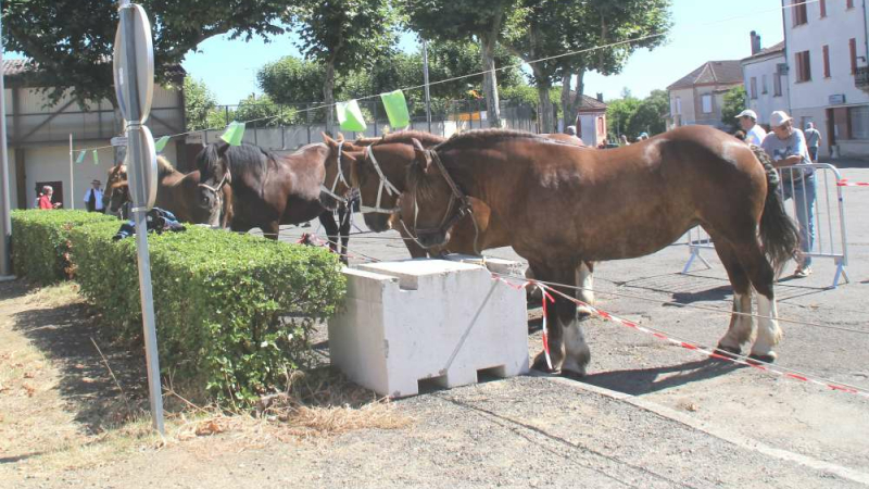 Cazaubon : Le concours de chevaux de trait sera pérennisé