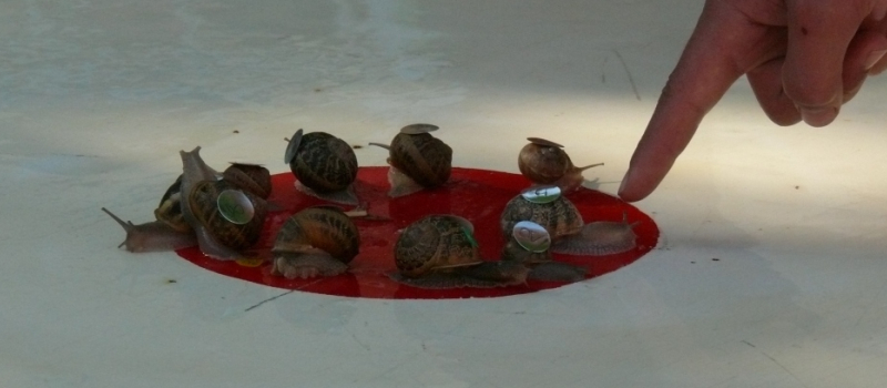Pablo, champion du monde de la course des escargots