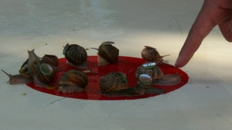 Pablo, champion du monde de la course des escargots