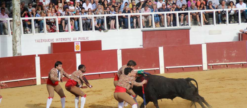 Tauromachie