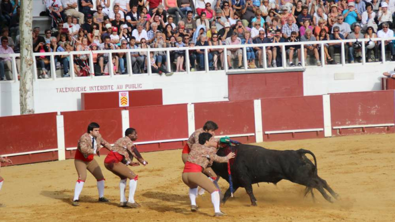Tauromachie