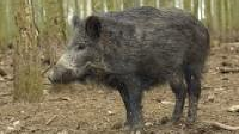 Repas des chasseurs 