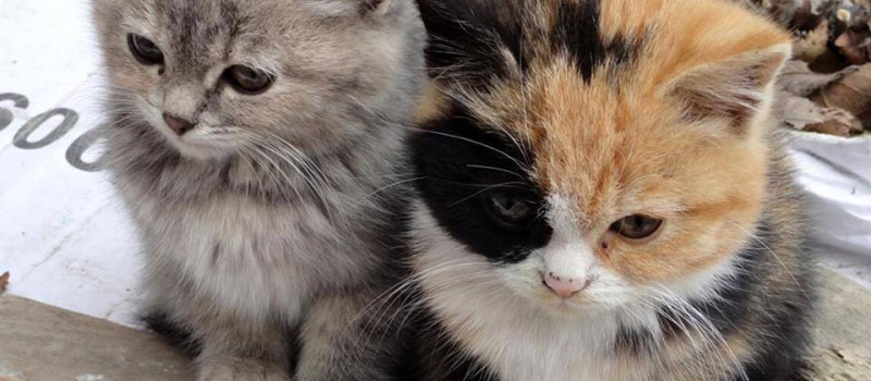 Chapatounes organise son loto pour la cause animale
