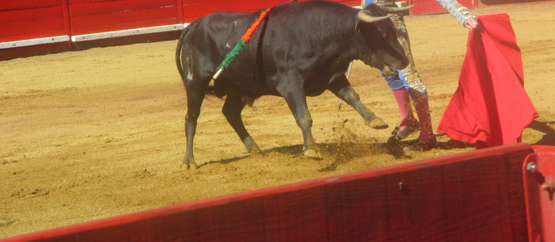 Toros y vinos