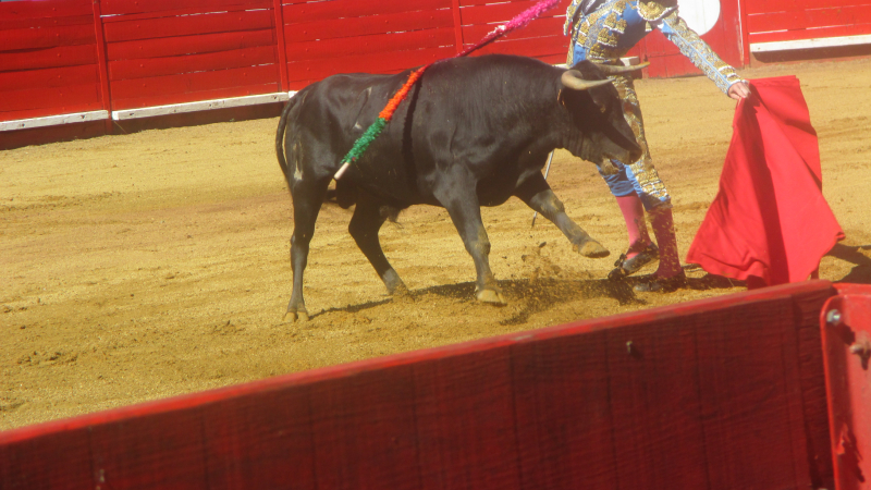 Toros y vinos