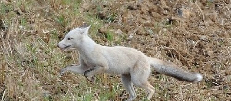 La fin du renard blanc