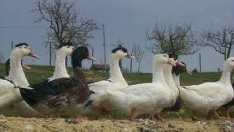 Grippe aviaire : Levée de la zone de restriction à partir du 15 septembre