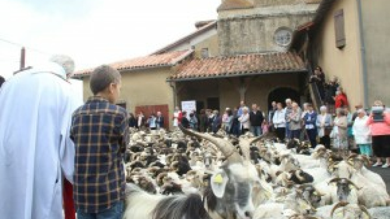 Castex d'Armagnac : La route de la transhumance est passée