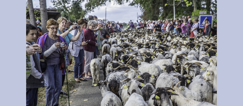 Toujouse – La foule comme au Tour de France accueille le troupeau 