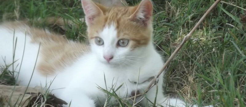 Chapatoune agit pour le bien être des animaux.