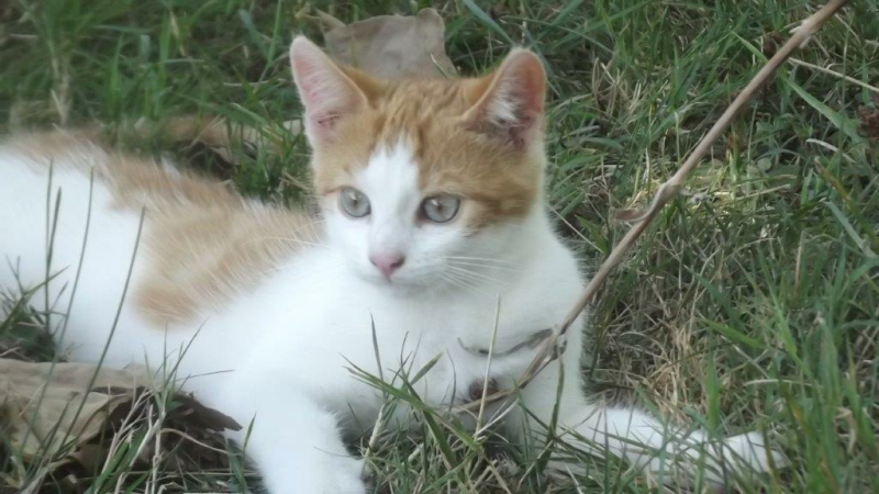 Chapatoune agit pour le bien être des animaux.