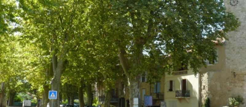 Les platanes de la discorde