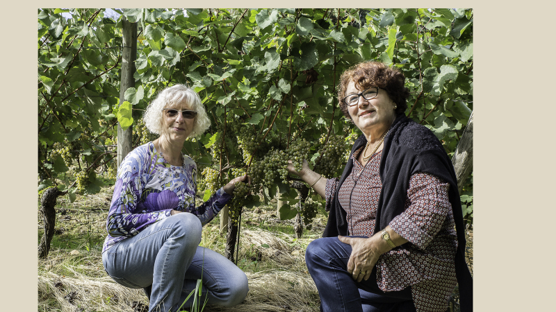 Viella - Les vendanges du Pacherenc, l’événement du 31 décembre