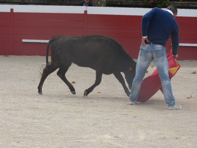 Stéphane Méca  face à une jeune vache