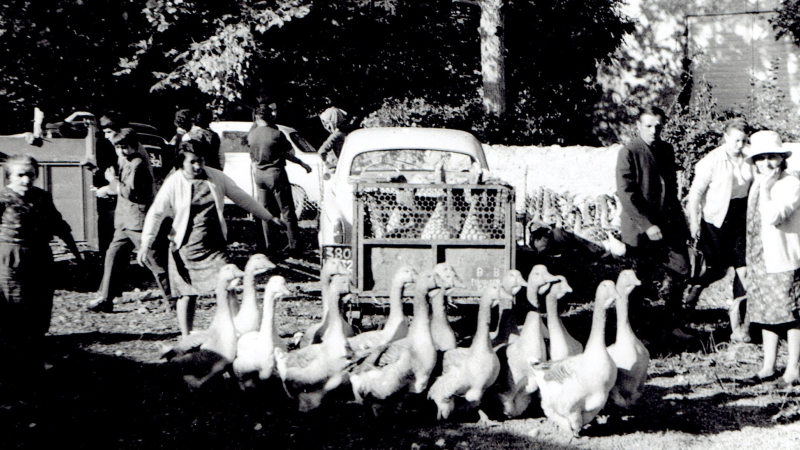 La foire aux oies de Riguepeu