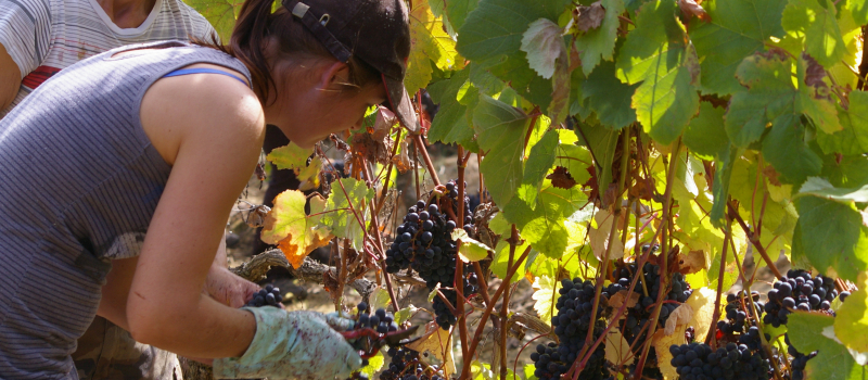 La saison des vendanges touche à sa fin