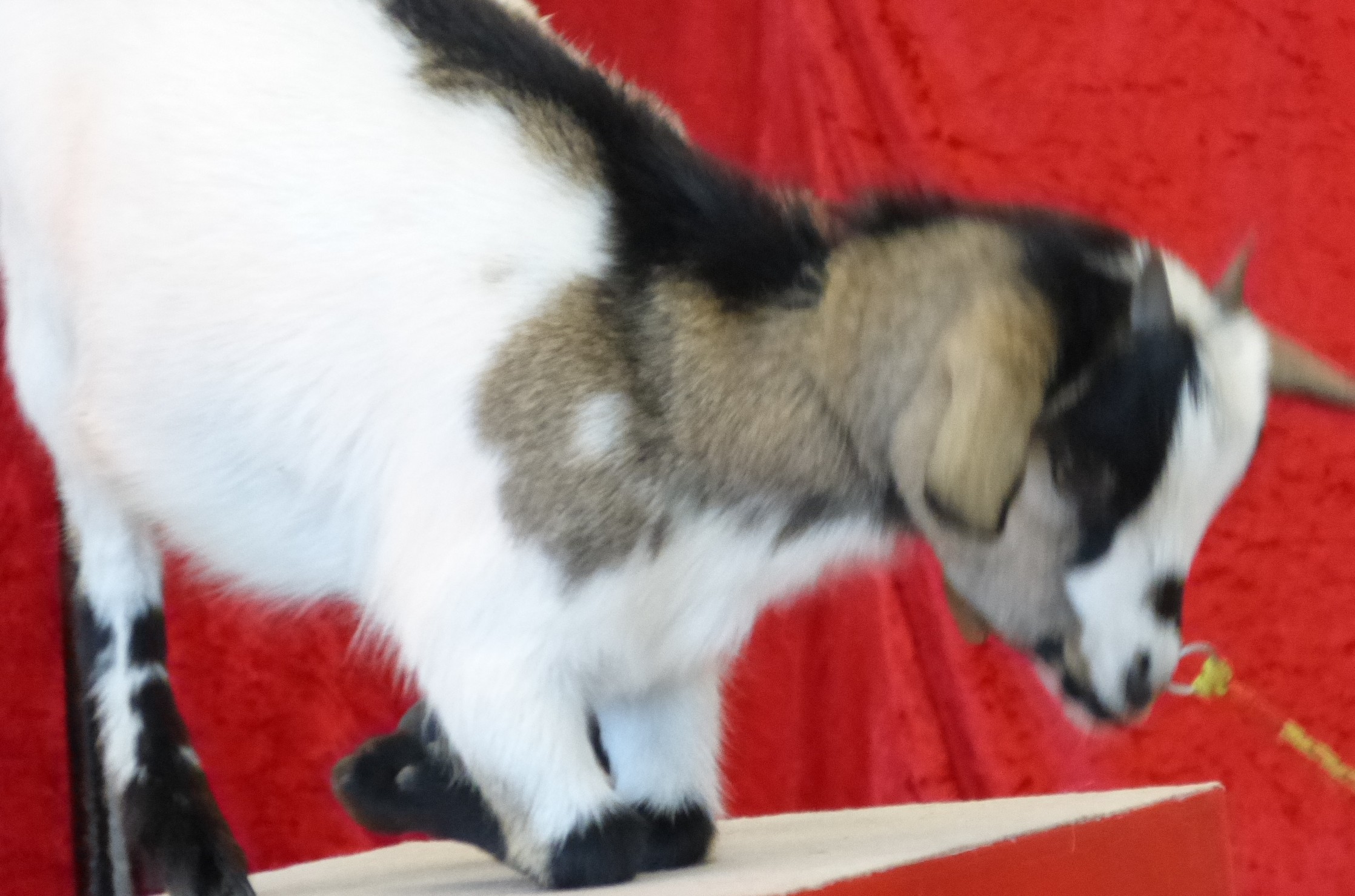 une adorable petite chèvre