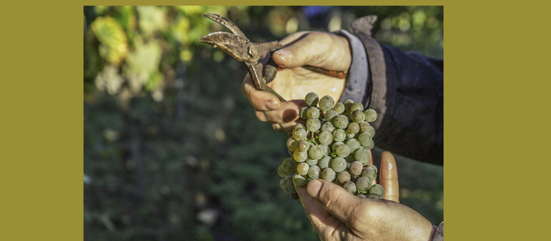 Cravencères – Vendanges de petit manseng