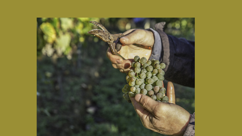 Cravencères – Vendanges de petit manseng