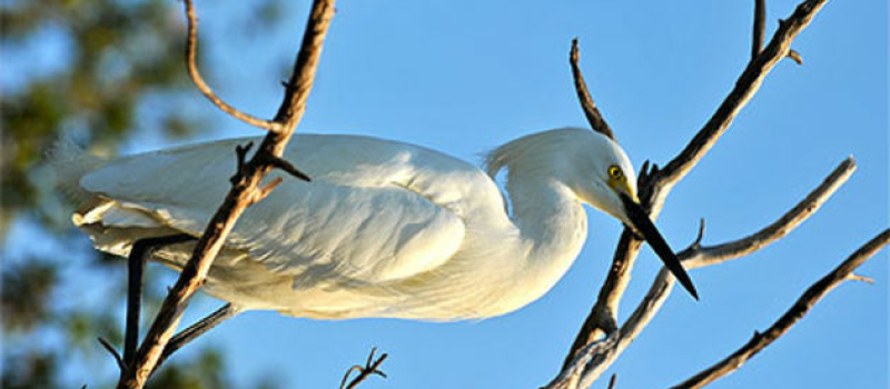 Grippe aviaire des oiseaux sauvages touchés près de nos frontières.