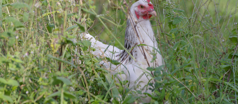 Repas d'automne de "La Gaule Plaisantine"