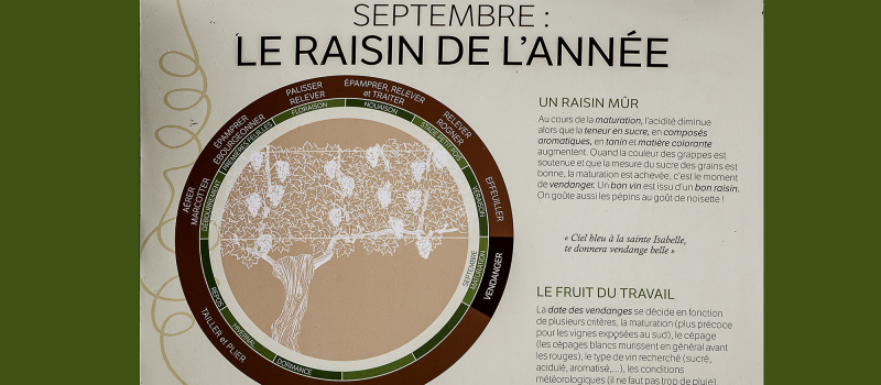 Nogaro – Interprétation de la vigne et du vin: