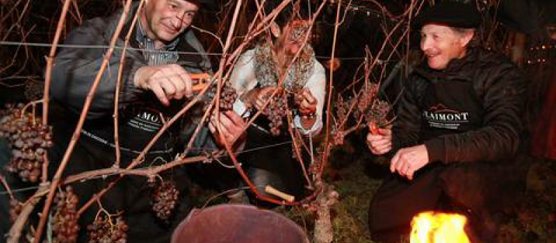 Pacherenc du Vic-Bilh : Les vendanges de la Saint-Sylvestre 