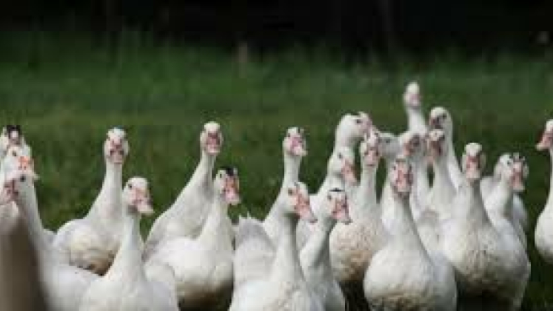 Grippe aviaire : passage en risque élevé sur l’ensemble du territoire national