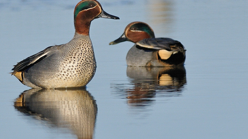Voir, Ecouter, Reconnaitre, les oiseaux hivernants
