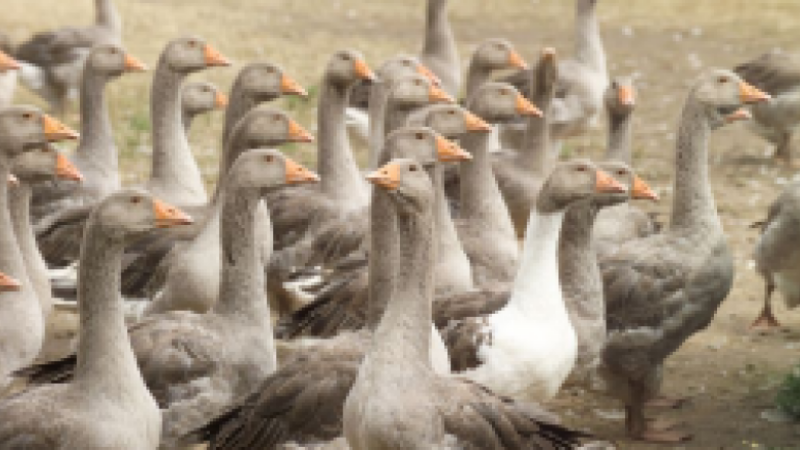Hécatombe de volailles gersoises suite au virus H5N8