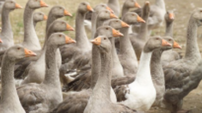 Hécatombe de volailles gersoises suite au virus H5N8 mis a jour 26/12/2016