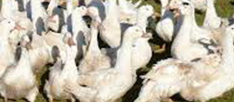 Influenza aviaire : H5N8 progresse particulièrement dans les Landes et le Gers.