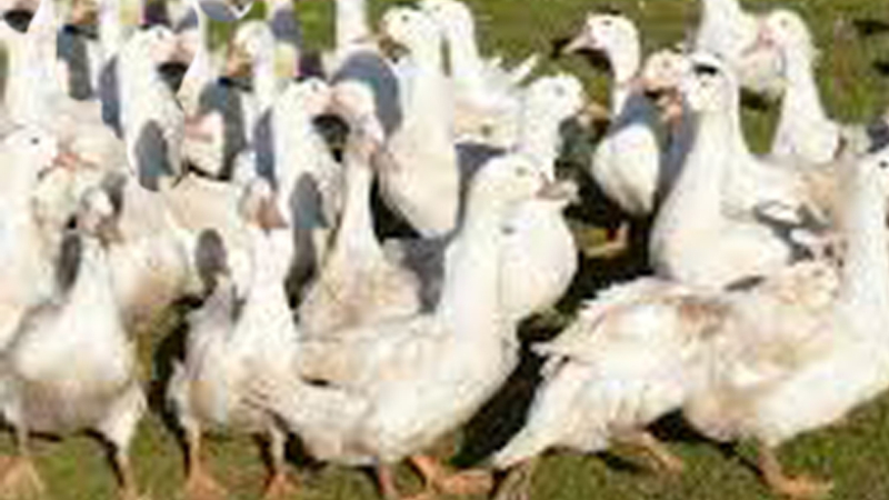 Influenza aviaire : H5N8 progresse particulièrement dans les Landes et le Gers.