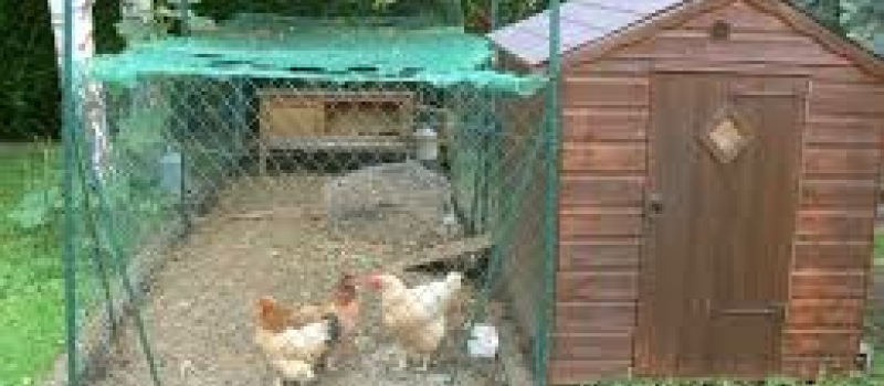 Grippe aviaire : de petits élevages touchés à leur tour