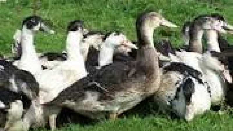 Grippe aviaire :  la zone d'abattage élargie