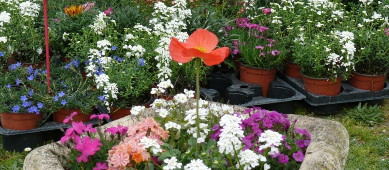 Le programme de la Foire du jardinage 2017 dévoilé