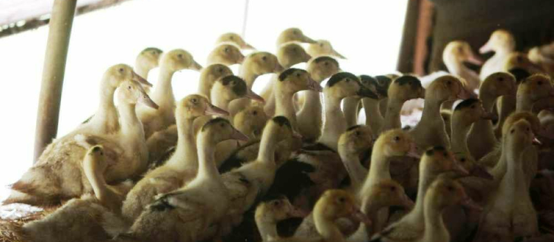 La préfecture communique. Influenza aviaire: dispositifs d’indemnisation