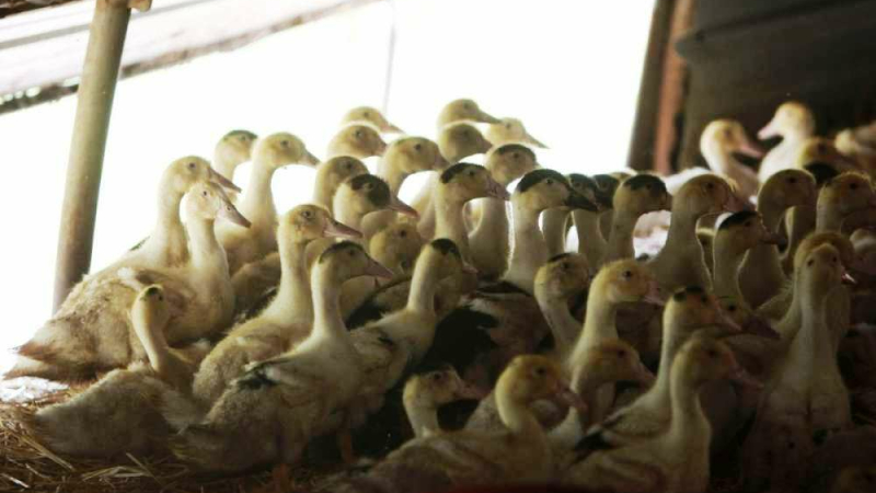 La préfecture communique. Influenza aviaire: dispositifs d’indemnisation