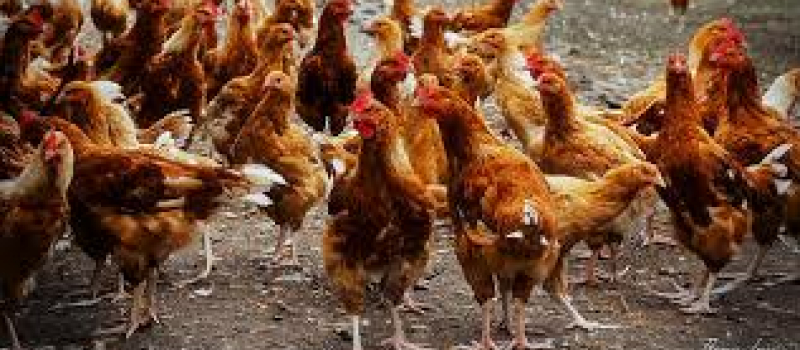 Influenza aviaire : dispositif abattage préventif