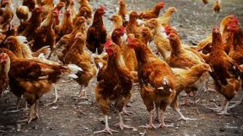 Influenza aviaire : dispositif abattage préventif